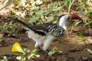 Tockus erythrorhynchus - Rotschnabeltoko